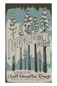 lodgepole pines