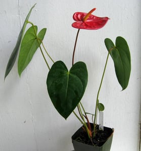 Image of Blooming Hawaiian Anthurium Plant