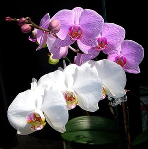 Image of Blooming Hawaiian Phalaenopsis Orchid Plant