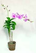 Image of Blooming Hawaiian Dendrobium Orchid Plant