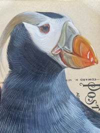 Image 2 of Tufted Puffin
