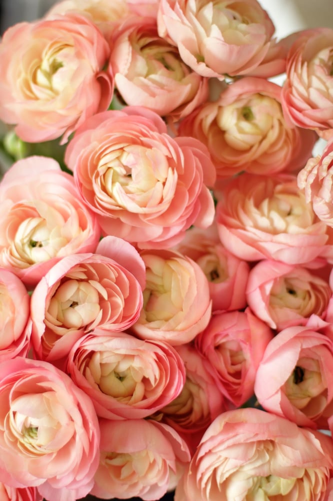 Image of Floral Fundamentals Workshop :: A Riot of Ranunculus