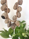 Old Strung Pods
