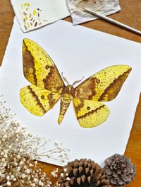 Image 3 of Emperor Moth GOLDEN DUST COLLECTION ORIGINAL ARTWORK
