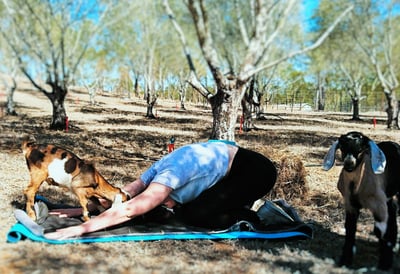 Image of Goat Yoga Animal Assisted Therapy