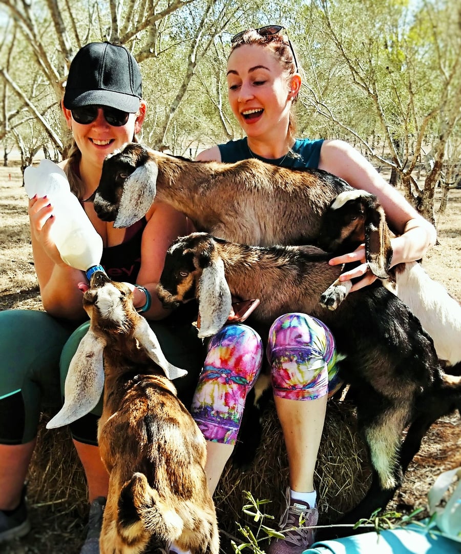 Image of Goat Yoga Animal Assisted Therapy