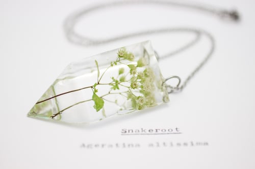 Image of Snakeroot (Ageratina altissima) - Small #1