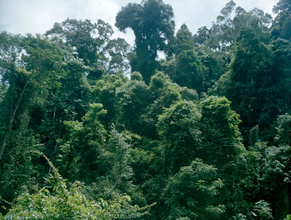 Image of The forest, 80 x 50 cm