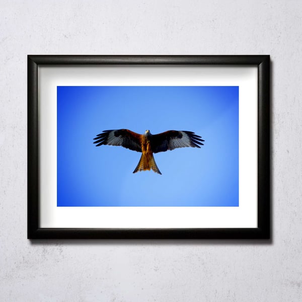 Image of Red Kite A4/A3 photographic print
