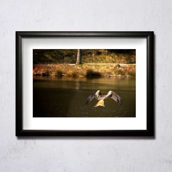 Image of Red Kite From Back A4/A3 photographic print