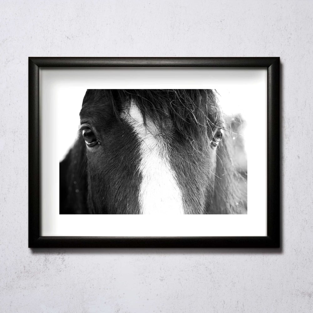 Image of Eyes Of A Horse A4/A3 photographic print