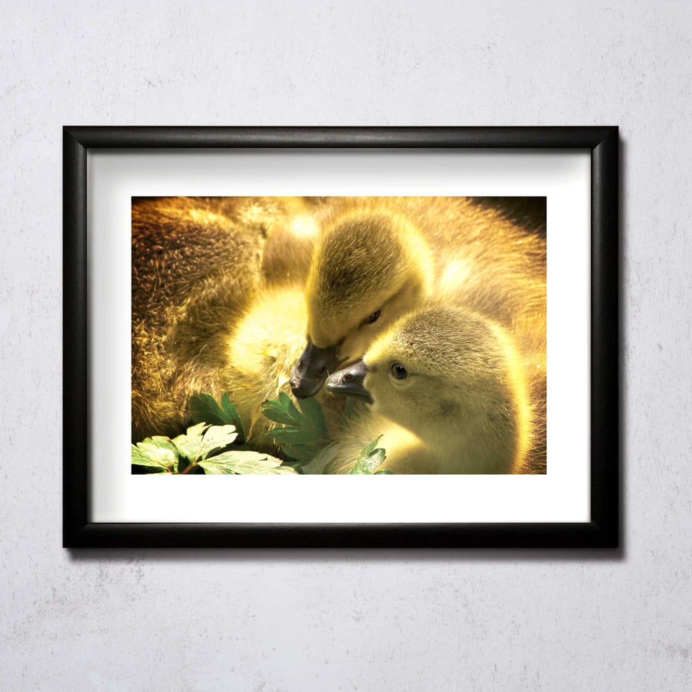 Image of Chicks Huddled A4/A3 photographic print