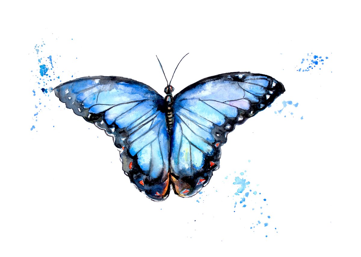 Blue Morpho | Joanna Rose Tidey Art