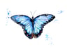 Blue Morpho