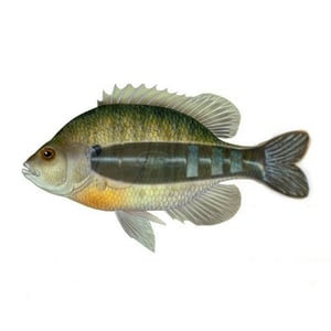 Image of Voo-Doo Gill