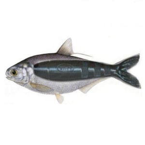 Image of Voo-Doo Shad