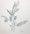 Blue Star Fern (Prints $30)