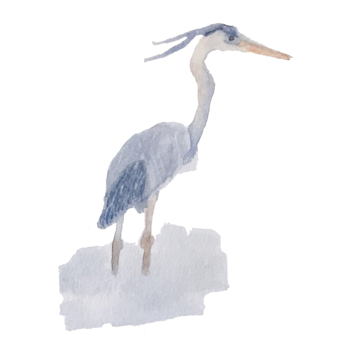 Great blue heron , micron pen and watercolour painting 