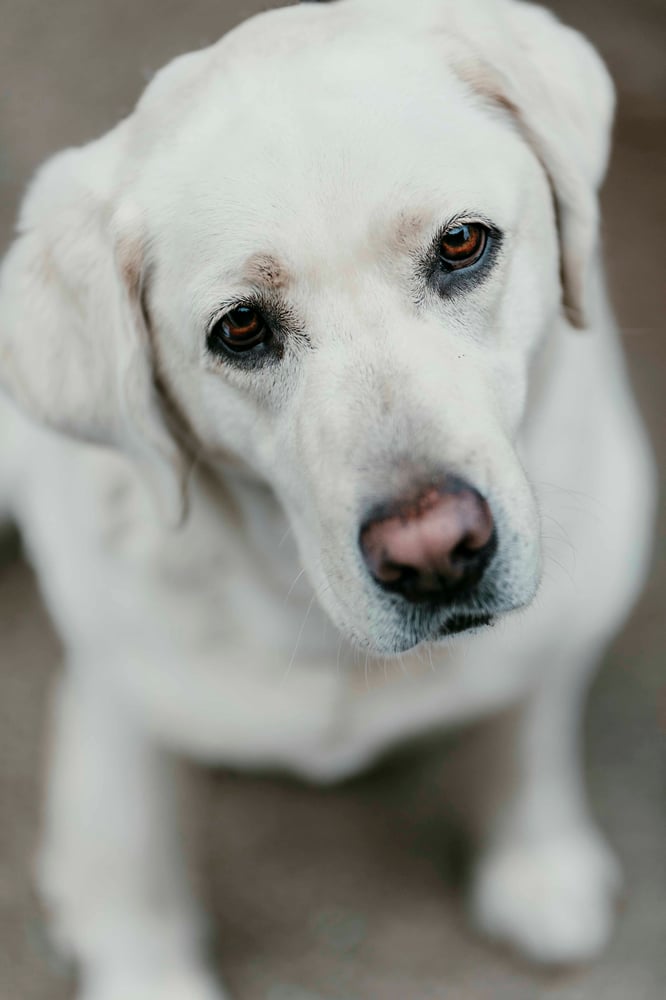 Image of Pet Remembrance Session