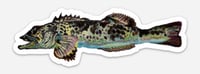 Image 2 of Blue Lingcod Sticker