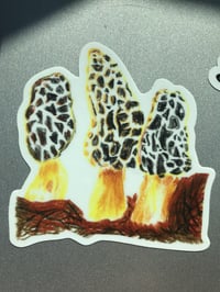 Image 4 of Morel Mushrooms Sticker