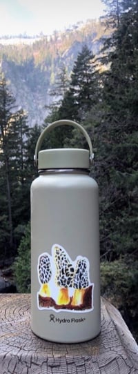 Image 3 of Morel Mushrooms Sticker