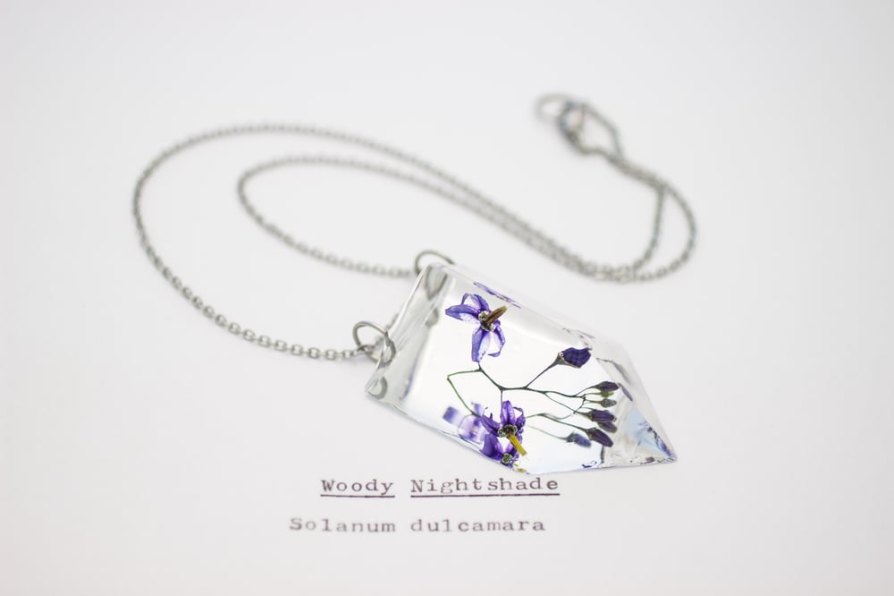 Image of Woody Nightshade (Solanum dulcamara) - Small #2