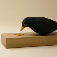 Image 4 of Blackbird with mealworm