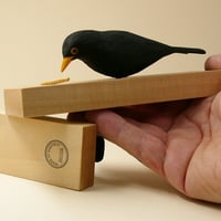 Image 5 of Blackbird with mealworm