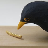 Image 1 of Blackbird with mealworm