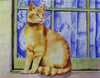 Rusty the Cotswold Cat