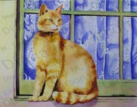 Image 3 of Rusty the Cotswold Cat