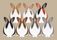 Image 1 of Rabbit Collection