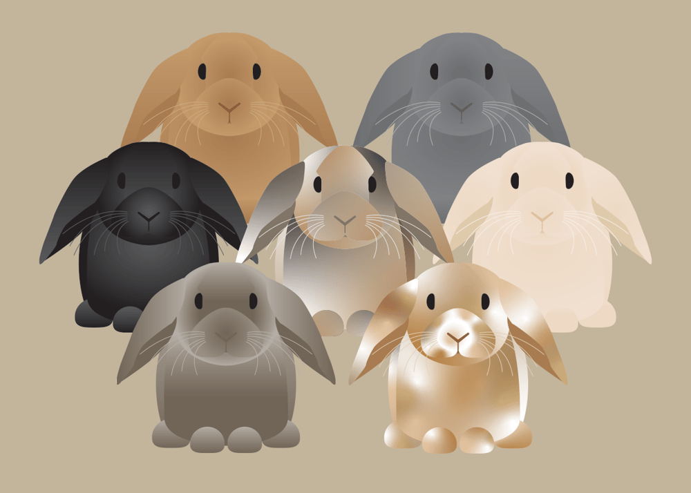 Rabbit Collection
