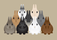 Image 3 of Rabbit Collection