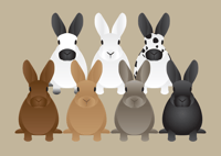 Image 4 of Rabbit Collection