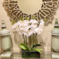 Rectangular vase with white orchids