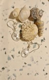 Limpet Shell Hook Earrings