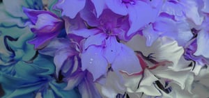 Image of Silk Cashmere Blue Azalea
