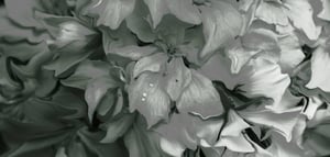 Image of Silk Cashmere Charcoal Azalea