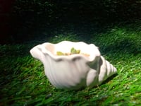 Image 2 of ShellRoot + baby sentum succulent