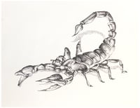 Black and White Scorpion 8.5x11 inch art print