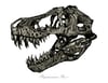 Tyrannosaurus Rex Skull 