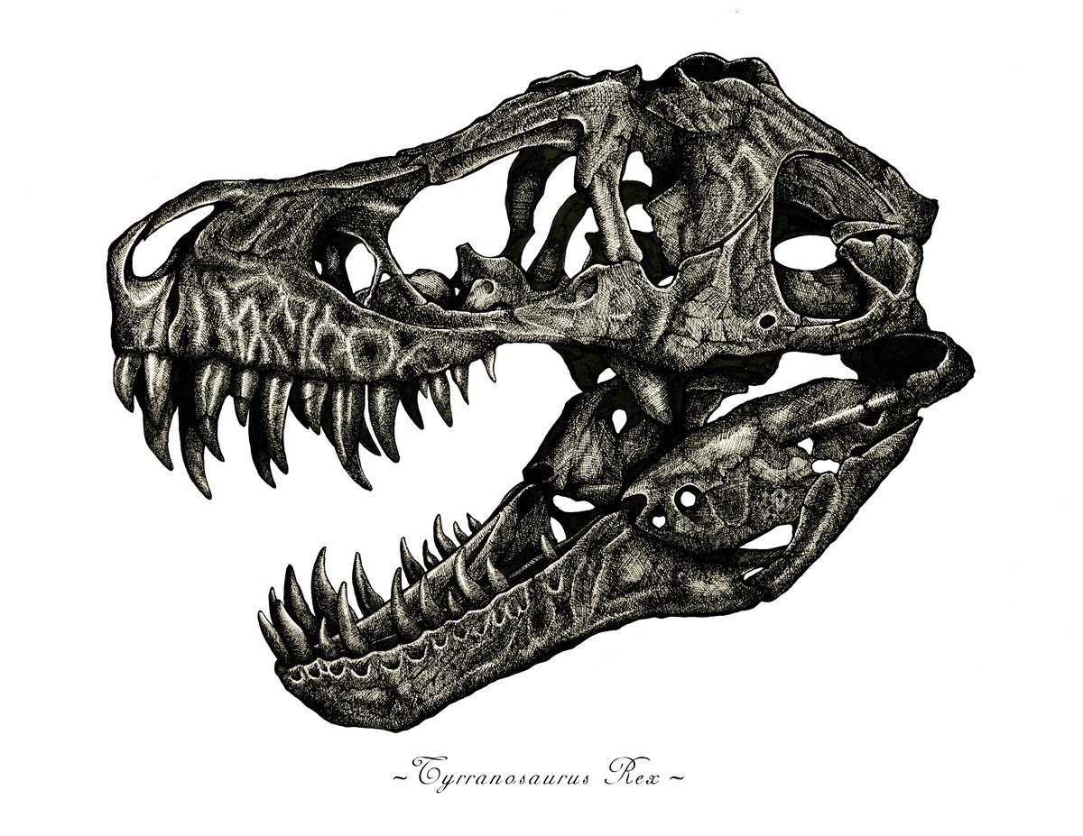 tyrannosaurus rex skull drawing