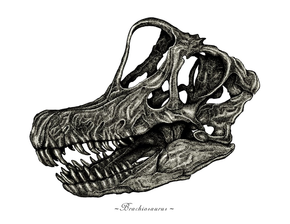 Image of Brachiosaurus Skull