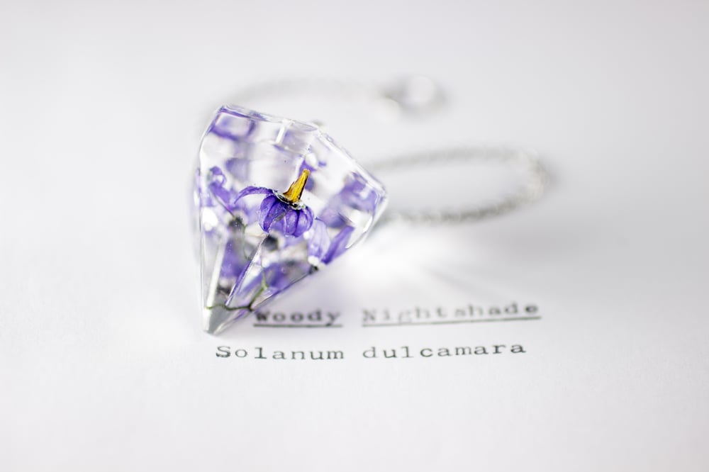 Image of Woody Nightshade (Solanum dulcamara) - Pendulum #3