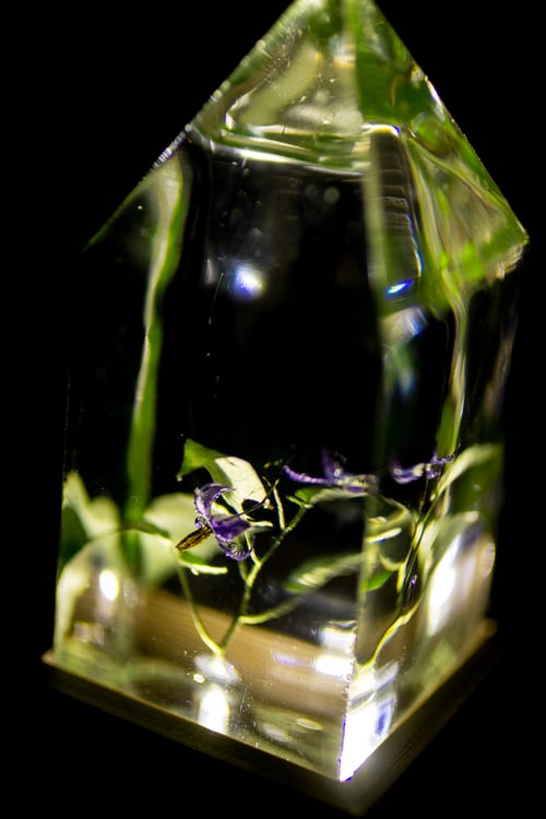 Image of Woody Nightshade (Solanum dulcamara) - Floral Light #1