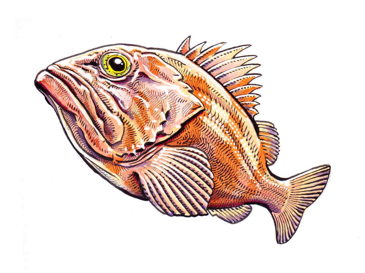 Red Banded Rockfish Print or Sticker 9" X 11"