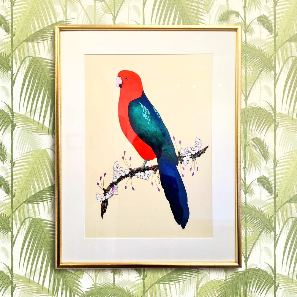 Image of Australian King Parrot