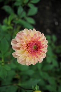 Image 1 of Florelie Toffee